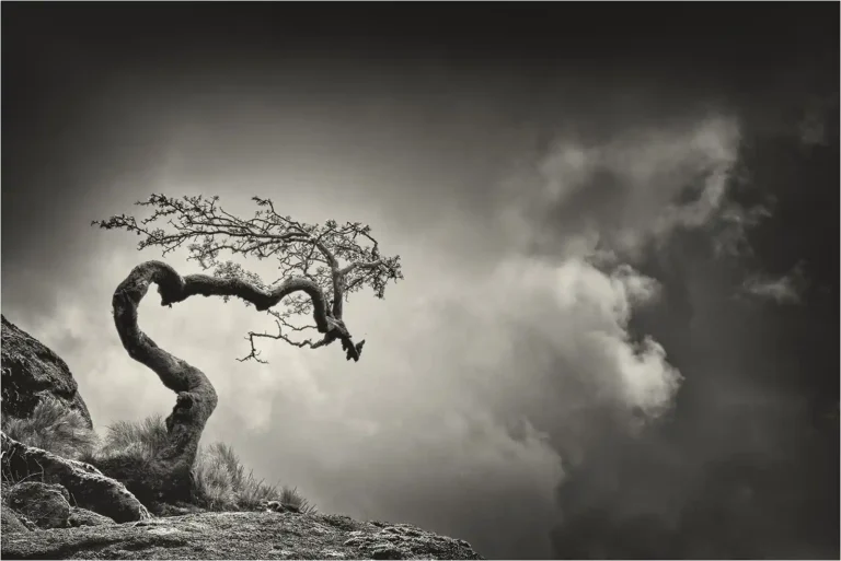 2025 CH HC - Dragon Tree - Heather Bodle - Launceston CC