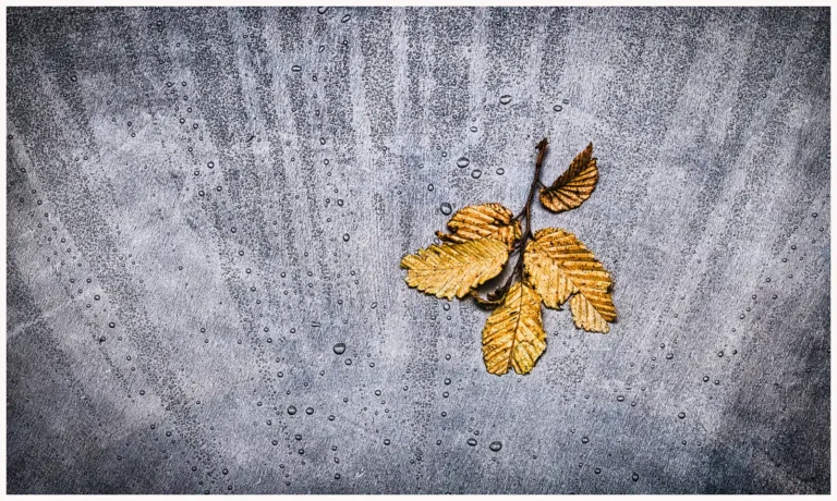 2025 CH HC - The Bronze Leaf - Steve Carter - Bodmin CC