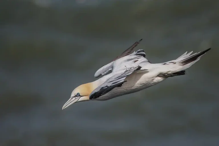 2025 ACD 1st - Gannet Dive - Terry Newing - PPG