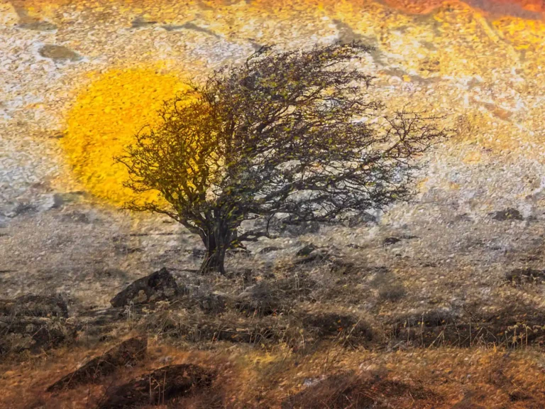 2025 ACD BestCreative - Firebush - Richard Lawrence - Liskeard CC