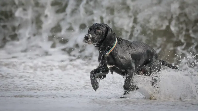 2025 ACD HC13 - Beach Frolics - Chris Bailey - Truro CC