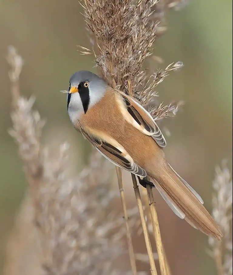 2025 ACD HC14 - Bearded Tit - Adrian Davey - Launceston CC