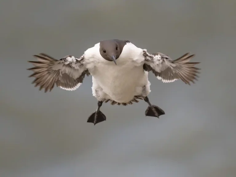 2025 ACD HC14 - Guillemot Incoming - Adrian Langdon - Wadebridge PG