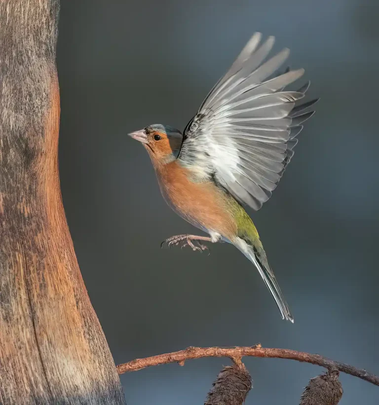 2025 ACD HC15 - Chaffinch Poised - Bill Hall - Truro CC