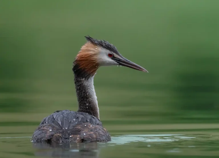 2025 ACD HC15 - Great Crested Grebe - Andy Maher - PPG