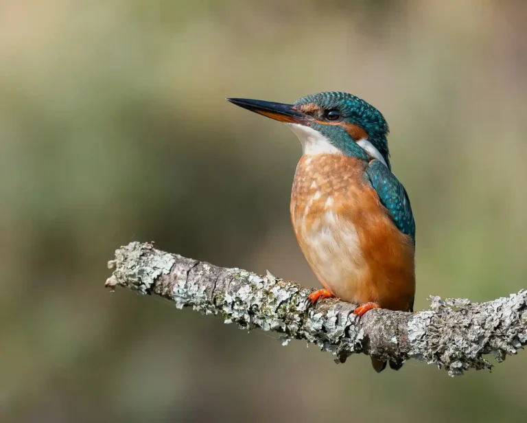 2025 ACD HC15 - Kingfisher - Andy Maher - PPG