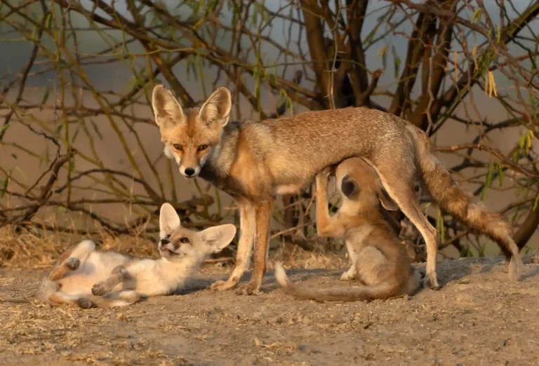 2025 ACD SA - Desert Foxes - David Martin - Truro CC