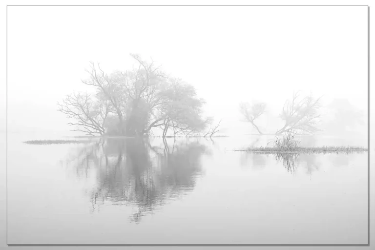 2025 ACD SA - Flooded Trees - Adrian Langdon - Wadebridge PG