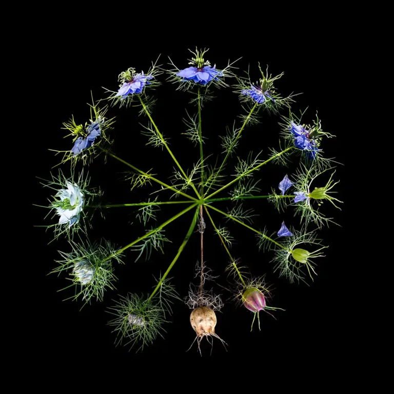 2025 ACP BestCreative - Love in the Mists of Time - Mark Quilter - Penryn CC