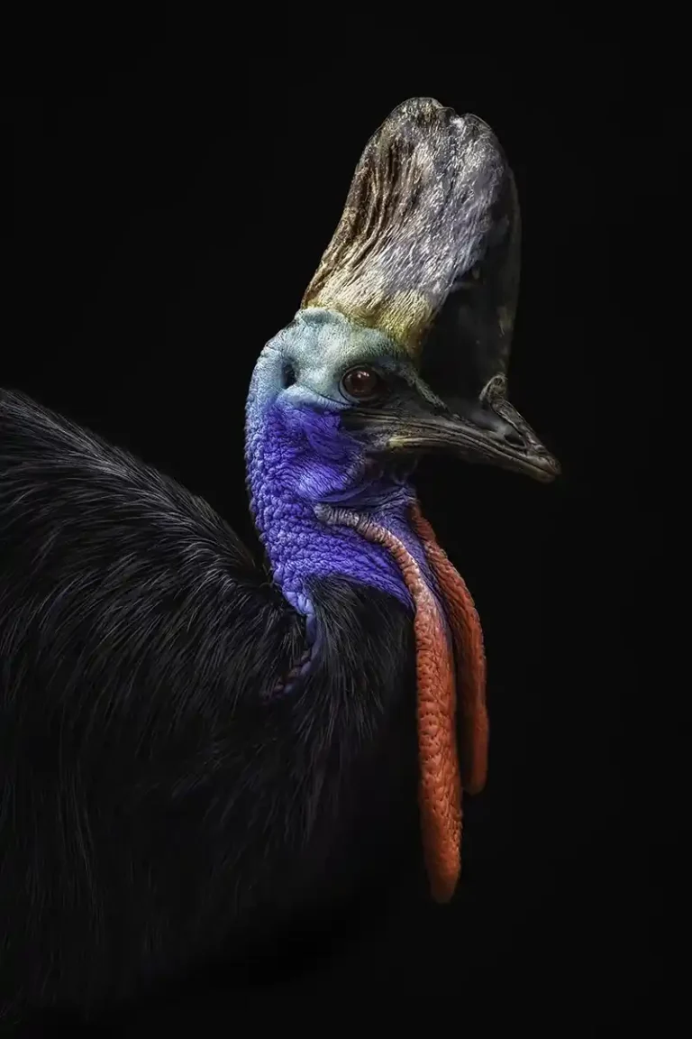 2025 ACP HC14 - Cassowary - Paul Nash - Truro CC