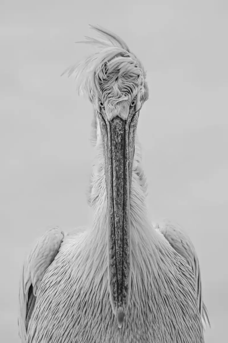 2025 ACP HC14 - Dalmation Pelican portrait - James Moore - Liskeard CC