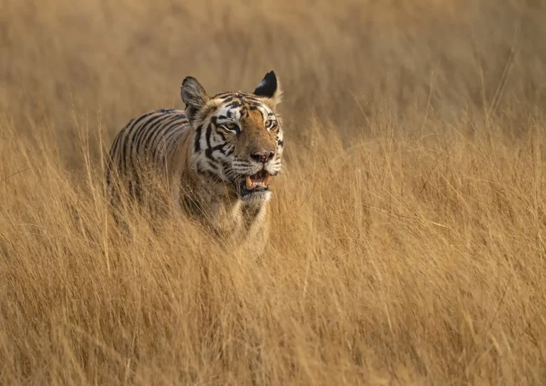 2025 ACP SA - Bengal Tigress - Adrian Langdon - Wadebridge PG
