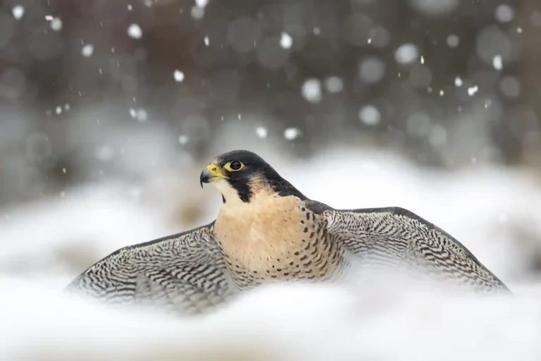 2025 NC 1st-Peregrine Falcon-David Chapman-PPG