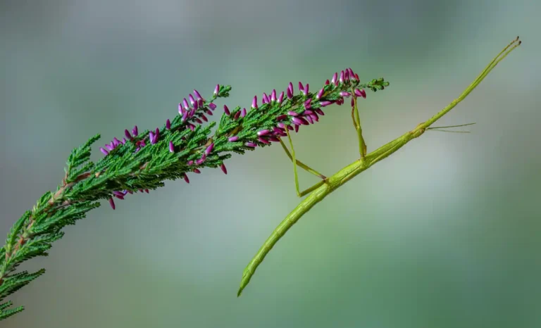 2025 NC 2nd-Stick Insect-Angela Thompson-PCC