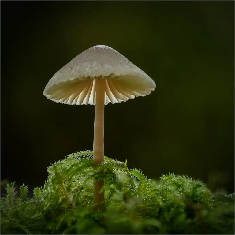 2025 NC 3rd equal-Milking Bonnet-Heather Bodle-Launceston CC