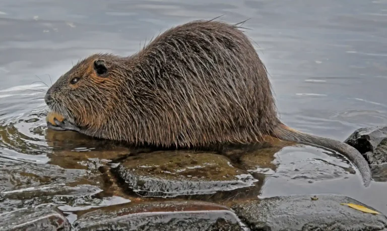 2025 NC C-Beaver Rat-Karen Burton-Penryn PCC