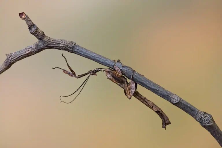 2025 NC C-Giant Prickly Stick Insect-Barry Thompson-PCC