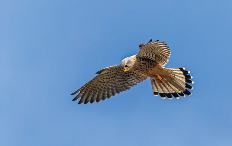 2025 NC C-Kestrel-Bernice Kelly-Penryn CC