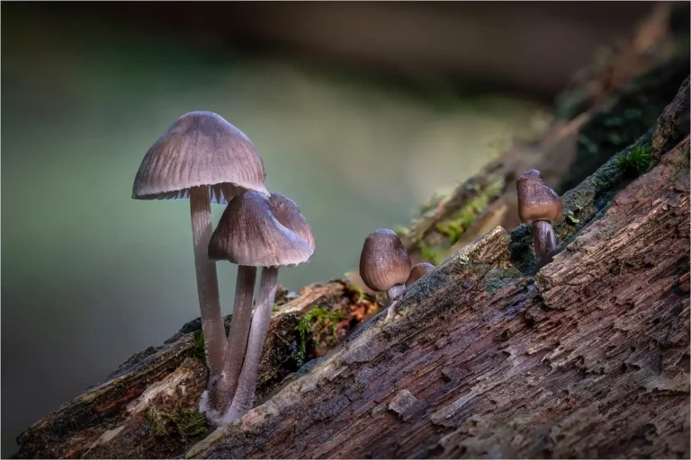2025 NC C-Mycena Inclinata-Nick Bodle-Launceston CC