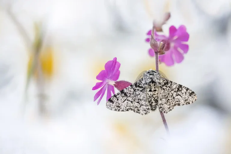 2025 NC C-Peppered Moth-David Chapman-PPG
