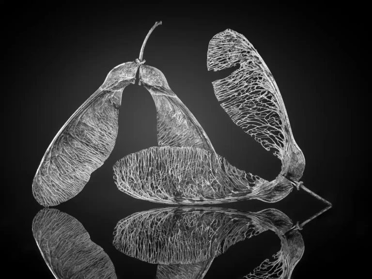 2025 NC C-Sycamore Seeds-Ian Lewis-PPG