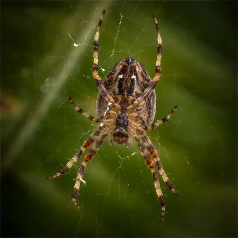 2025 NC C-Underside of a Garden Spider Araneus diadematus-Nick Bodle-Launceston CC