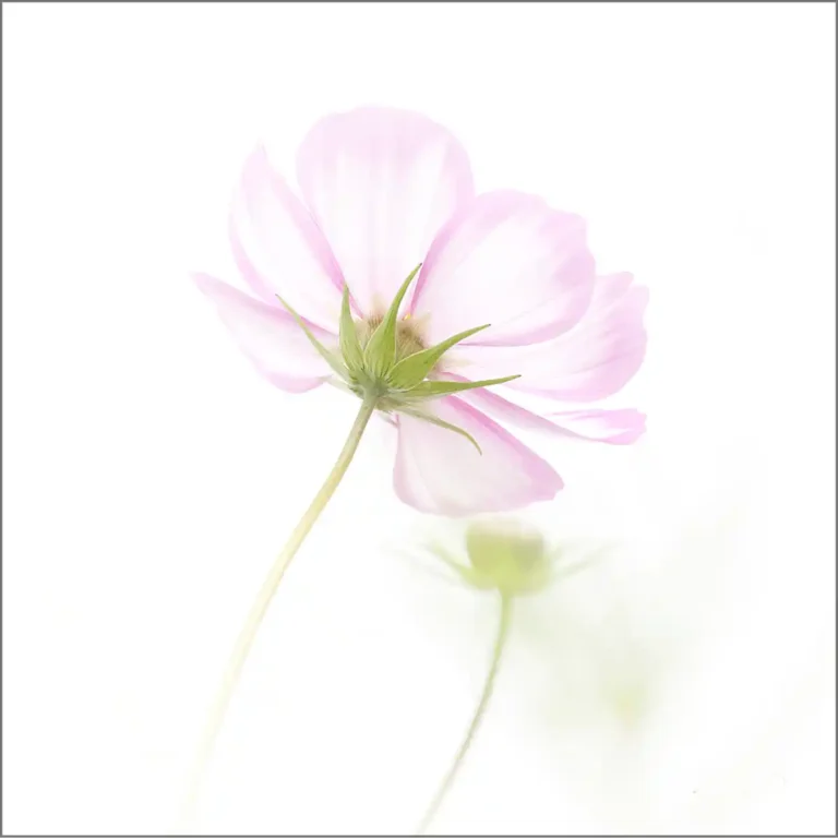 2025 NC C-Wild Cosmos-Philip Gott-St Agnes Photograp[hic Club