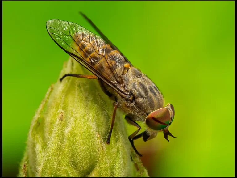 2025 NC HC-Band-Eyed Brown Horsefly - Tabanus bromius-Chris Robbins-Launceston CC