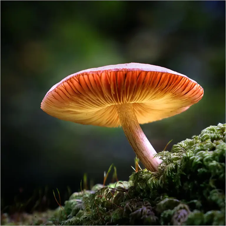 2025 NC HC-Plumbs and Custard-Heather Bodle-Launceston CC