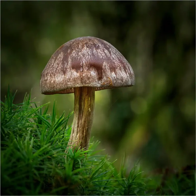 2025 NC HC-Plumbs and Custard Tricholomataceae-Nick Bodle-Launceston CC