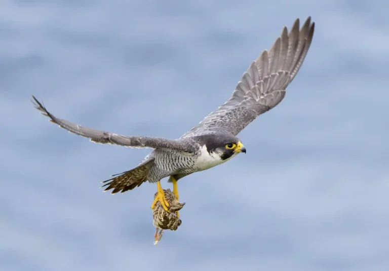 2025 WC 1st-Adult Peregrine With Quail-Stuart Croft-St Agnes Photographic Club