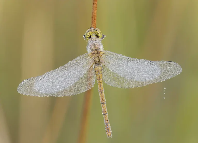 2025 WC 2nd-Roosting Common Darter-Stuart Croft-St Agnes Photographic Club