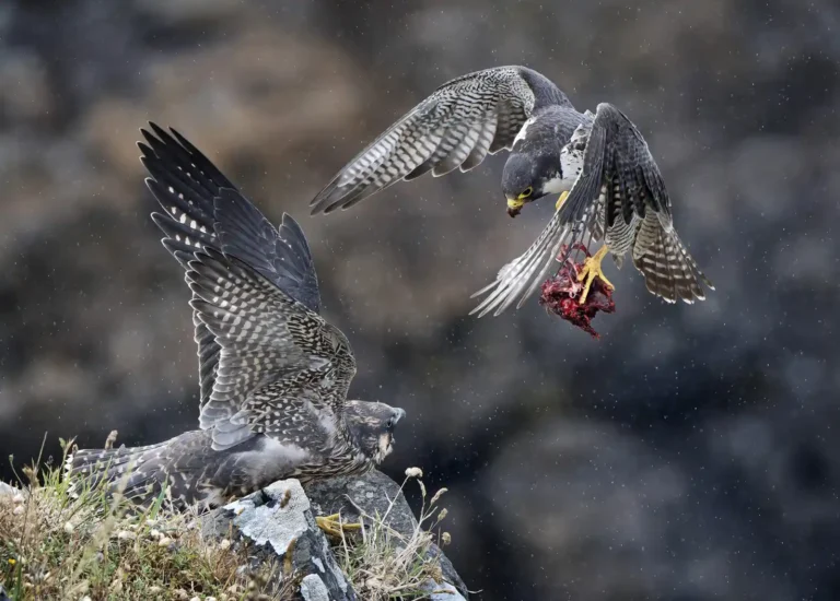 2025 WC 3rd-Adult Peregrine Feeding Juvenile-Stuart Croft-St Agnes Photographic Club