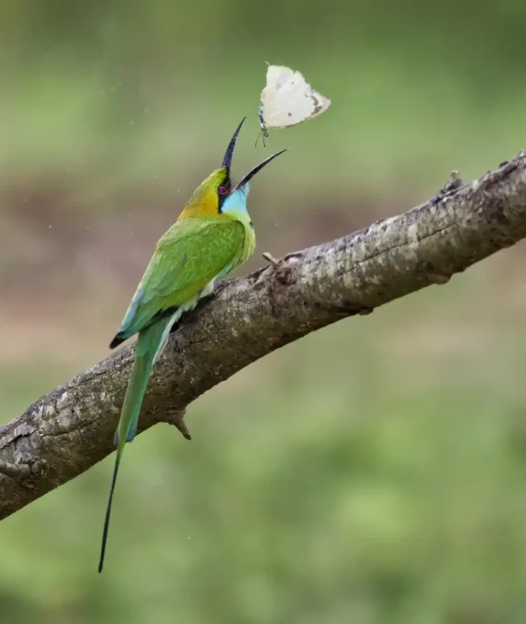 2025 WC C-Asian Green Bee-Eater-Barrie Walker-St Ives CC