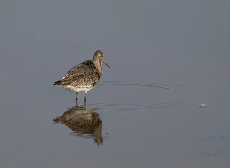 2025 WC C-Bar-tailed Godwit Cornwall-J Yarrow-PCC