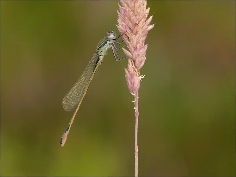 2025 WC C-Blue Tailed Immature male-Pam Robertson-Truro CC