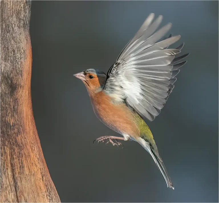 2025 WC C-Chaffinch Colour Match-Bill Hall-Truro CC