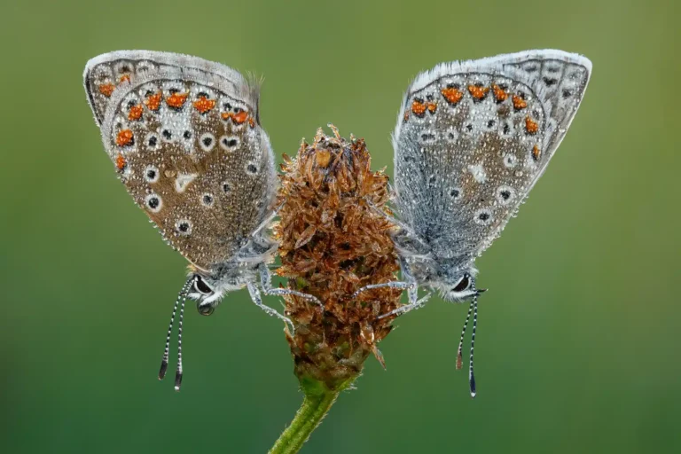 2025 WC C-Common Blues in Morning Dew-Ian Lewis-PPG