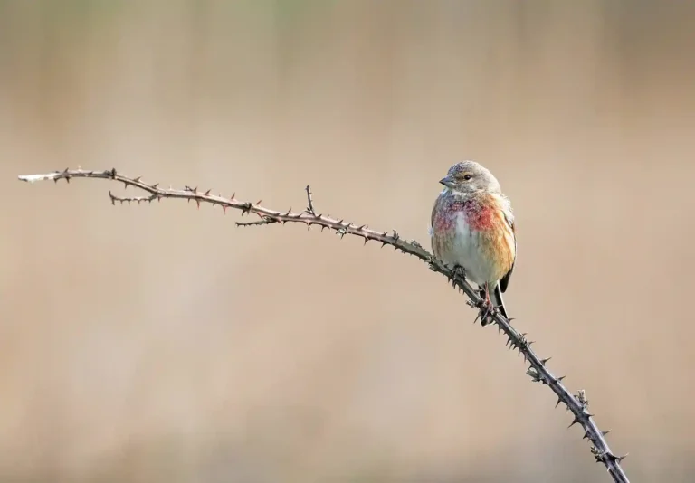 2025 WC C-Linnet-Adrian Davey-Launceston CC