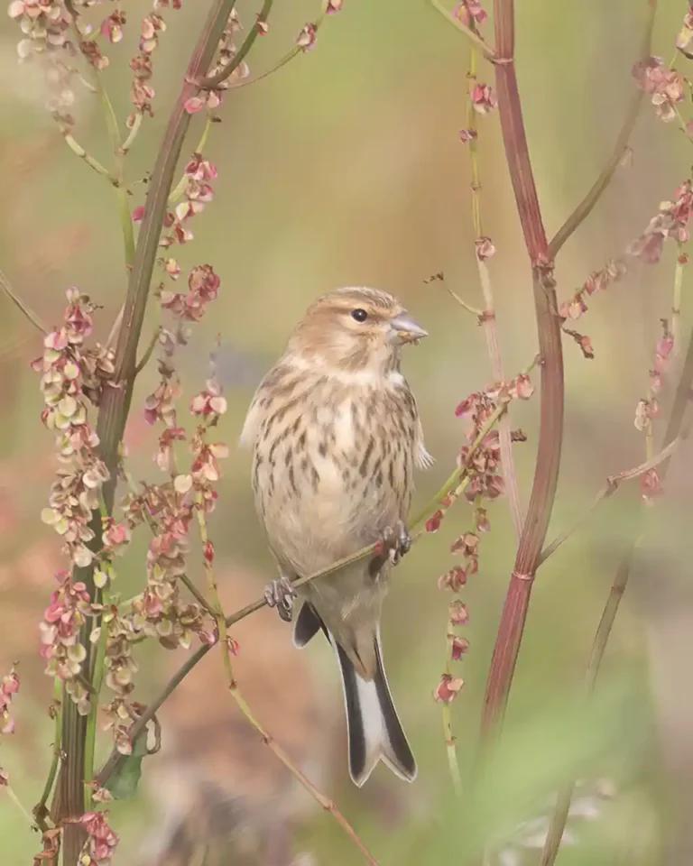 2025 WC C-Linnet Portrait-Terry Newing-PPG