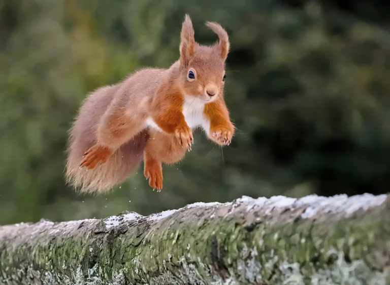 2025 WC C-Red Squirrel on the Run-Bill Hall-Truro CC