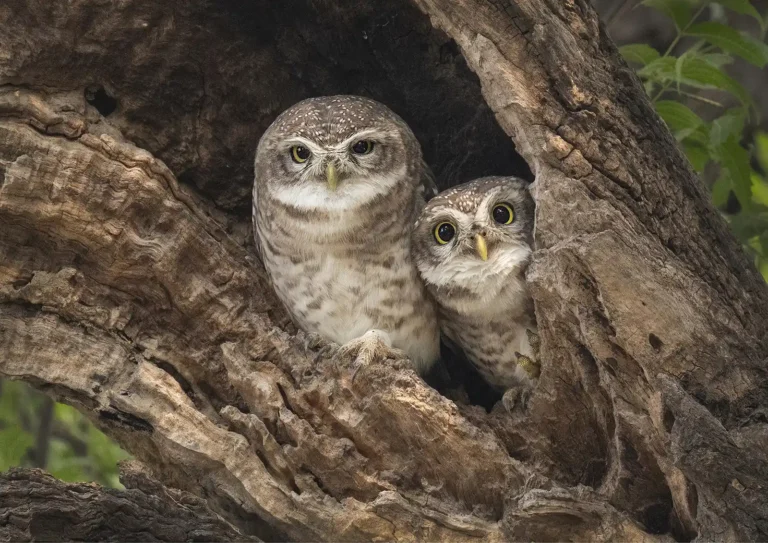 2025 WC C-Spotted Owlets-Adrian Langdon-WadebridgePG