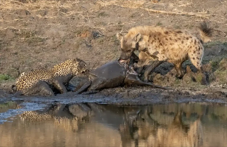 2025 WC C-The leopard, the impala and the hyena-Margaret Hocking-Truro CC