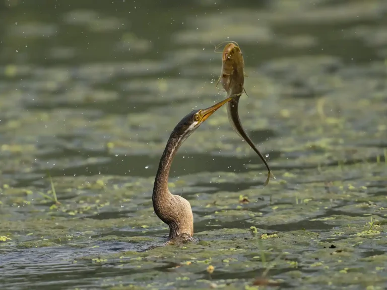 2025 WC HC-Anhinga with catch-Adrian Langdon-WadebridgePG