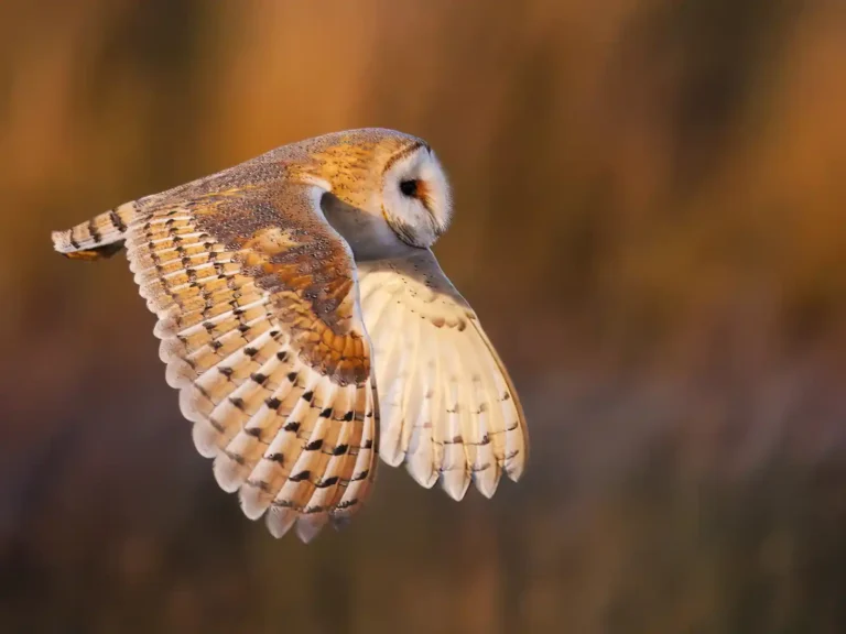 2025 WC HC-Barn Owl-Gerry Gillard-PPG