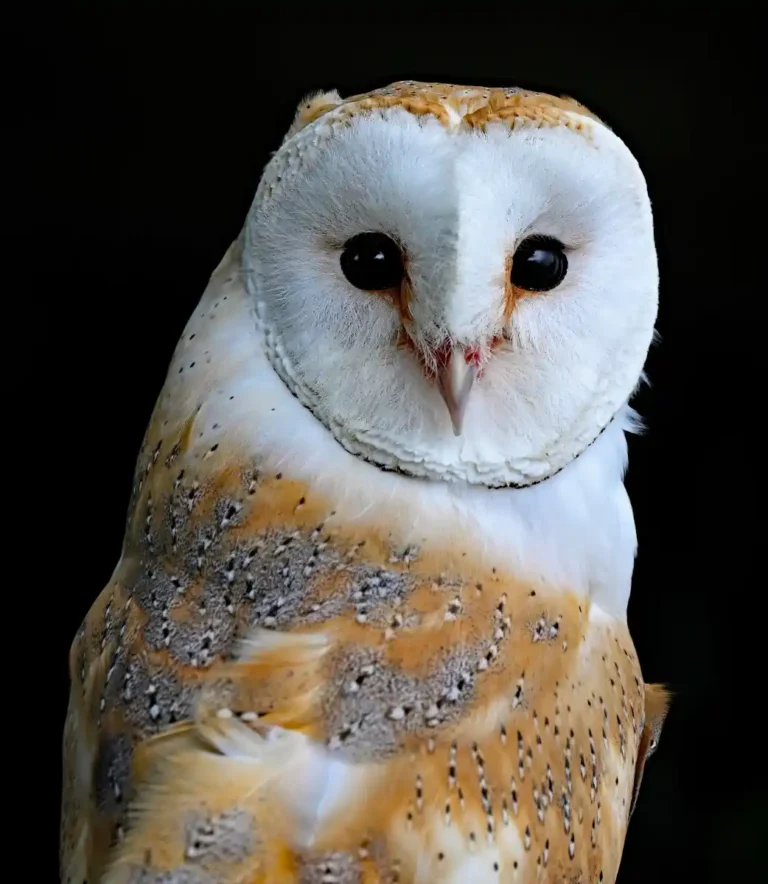 2025 WC HC-Barn Owl-Karen Burton-Penryn CC