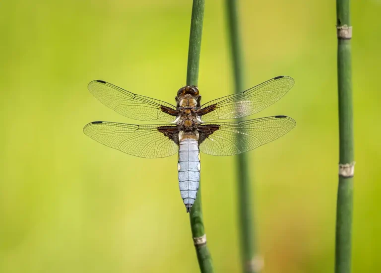 2025 WC HC-Broad-Bodied Chaser-Lynn Pascoe-TCC