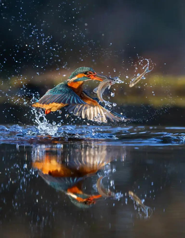 2025 WC HC-Kingfisher-David Chapman-PPG