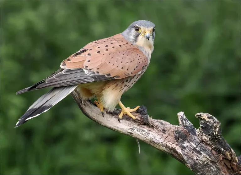 2025 WC HC-Male Kestrel with Mouse-Bill Hall-Truro CC