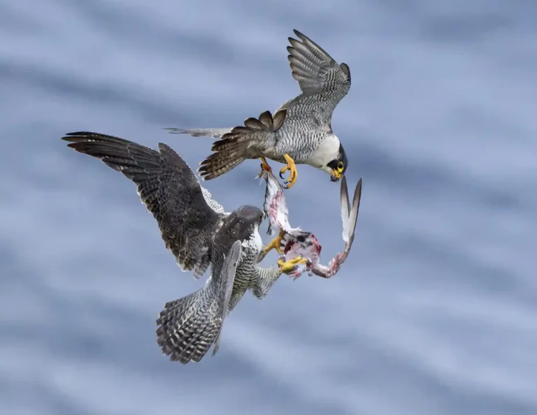 2025 WC HC-Peregrine Food Pass-Stuart Croft-St Agnes Photographic Club